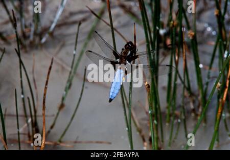 Libellule, damselfly dans la nature, 1994 partie III Banque D'Images