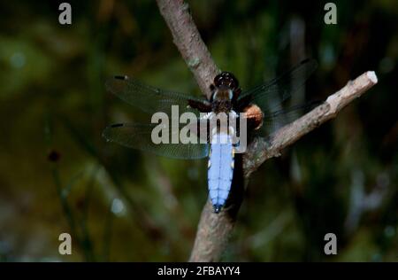 Libellule, damselfly dans la nature, 1994 partie III Banque D'Images