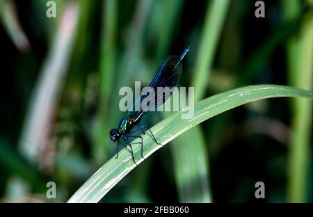 Libellule, damselfly dans la nature, 1994 partie III Banque D'Images