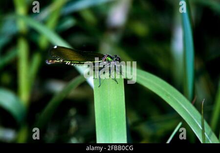 Libellule, damselfly dans la nature, 1994 partie III Banque D'Images