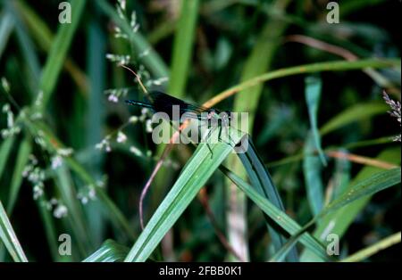 Libellule, damselfly dans la nature, 1994 partie III Banque D'Images