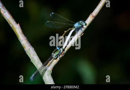 Libellule, damselfly dans la nature, 1994 partie III Banque D'Images