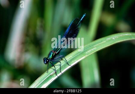 Libellule, damselfly dans la nature, 1994 partie III Banque D'Images