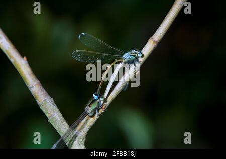 Libellule, damselfly dans la nature, 1994 partie III Banque D'Images