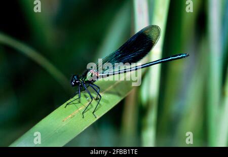 Libellule, damselfly dans la nature, 1994 partie III Banque D'Images