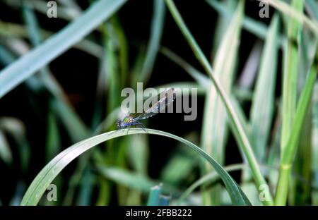 Libellule, damselfly dans la nature, 1994 partie III Banque D'Images