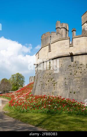 Festival de tulipes du château d'Arundel en avril 2021, West Sussex, Angleterre, Royaume-Uni, avec des tulipes rouges vif plantées autour du château. Banque D'Images