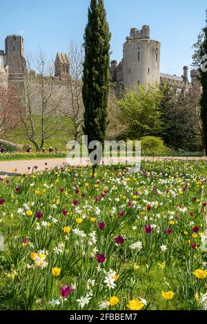 Festival de tulipe du château d'Arundel en avril 2021, West Sussex, Angleterre, Royaume-Uni Banque D'Images