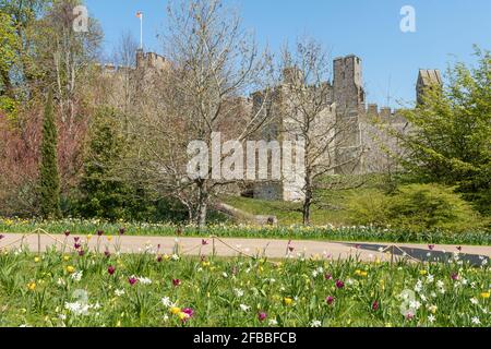 Festival de tulipe du château d'Arundel en avril 2021, West Sussex, Angleterre, Royaume-Uni Banque D'Images