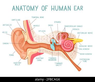 Anatomie de l'oreille de dessin animé. Infographie sur la médecine des organes sensoriels du son humain, illustration du vecteur de structure interne des oreilles. Infographie sur l'anatomie de l'oreille Illustration de Vecteur
