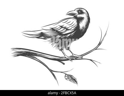 Jeu de vecteurs d'esquisses et de silhouettes Raven ou Black Crow. Illustration d'un oiseau animal sur un arbre de branche Illustration de Vecteur
