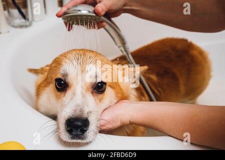 Mains de la femme lavant le chien Corgi dans la baignoire Banque D'Images