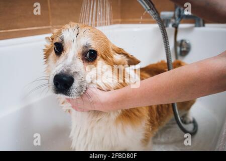 Mains de la femme lavant le chien Corgi dans la baignoire Banque D'Images