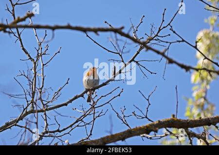 Un robin s'assoit sur un arbre et accueille le printemps avec une chanson. Banque D'Images