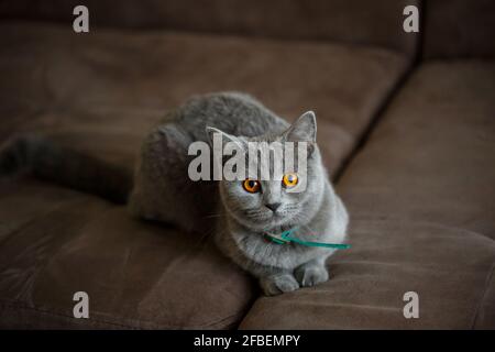 Un beau grand chat écossais gris se trouve sur un canapé brun. Animaux de race élite Banque D'Images