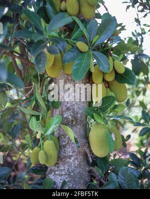 Un arbre de Jackfruit (Artocarpus heterophyllus), Tan an, province de long an, République socialiste du Vietnam Banque D'Images