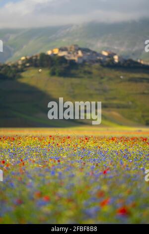 Fleurs sauvages rouges et bleues florissant sur le plateau de Piano Grande Banque D'Images