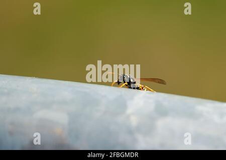 Guêpe (Vespula germanica) sur la main courante d'une rambarde en été Banque D'Images