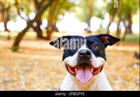 Un joyeux terrier américain noir et blanc lors d'une promenade dans le parc le jour d'automne chaud. Jeune chien avec le regard masculin dehors, beaucoup de jaune tombé Banque D'Images