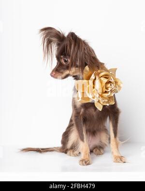 Toy Terrier chien race femelle chiot chocolat rare avec fleur dorée rosé décoration sur le cou. Carte postale d'animal de compagnie de studio isolée sur fond blanc Banque D'Images