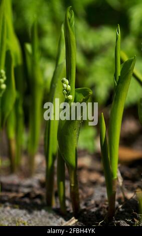 Pousses, roulé sur les feuilles de Lily de la vallée au printemps Banque D'Images