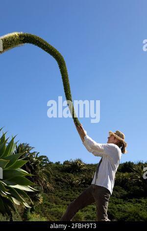 Homme tenant l'agave du col de cygne tout en restant sur la terre à l'intérieur avant du ciel dégagé Banque D'Images