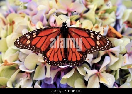 Un vieux papillon Monarch Banque D'Images