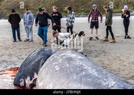 Inchydoney, West Cork, Irlande. 23 avril 2021. Un requin pèlerin (Cetorhinus maximus) s'est lavé ce soir sur la plage d'Inchydoney à West Cork. On pense qu'il s'agit de l'un des deux requins qui ont été observés au large de la côte ouest de Cork au cours des derniers jours. Le requin a attiré une foule de gens du coin et de vacanciers pour voir les poissons morts. Crédit : AG News/Alay Live News Banque D'Images