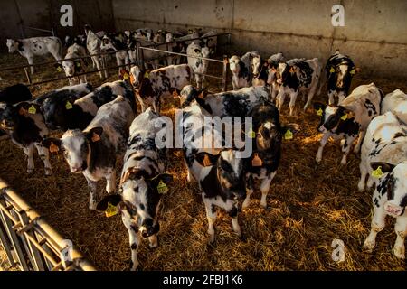 Petits mignons debout ensemble dans la grange Banque D'Images