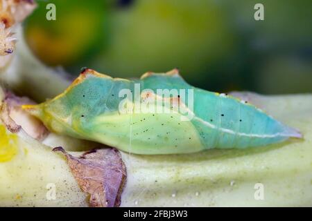 Pupa de Pieris rapae le petit blanc ou le petit blanc de chou est un papillon de la famille des Pieridae. Banque D'Images