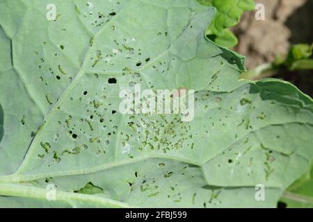 Jeunes chenilles du petit blanc ou du petit blanc de chou (Pieris rapae) sur des feuilles de chou endommagées. C'est un ravageur grave pour le chou et d'autres Banque D'Images