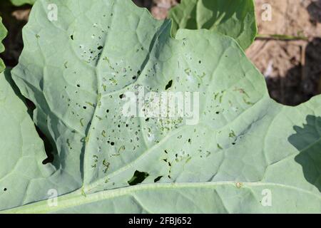 Jeunes chenilles du petit blanc ou du petit blanc de chou (Pieris rapae) sur des feuilles de chou endommagées. C'est un ravageur grave pour le chou et d'autres Banque D'Images