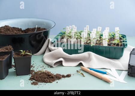 Végétaux avec étiquette et bol de boue avec outil sur fond multicolore Banque D'Images