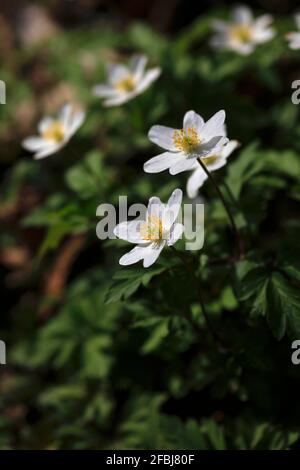 Anémones en bois à fleurs blanches (Anemonoides nemorosa) Banque D'Images