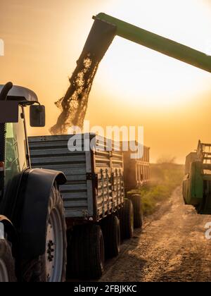 Le soleil se lève au-dessus de la moissonneuse-batteuse et remplit la remorque du tracteur de blé récolté Banque D'Images
