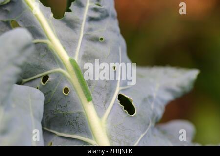Chenille du petit blanc ou du petit blanc de chou (Pieris rapae) sur des feuilles de chou endommagées. C'est un ravageur grave pour le chou et d'autres Banque D'Images