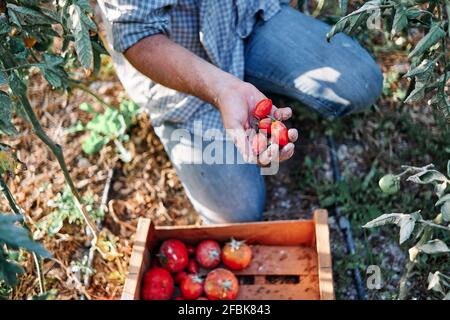 Agriculteur moissonnant des tomates en caisse tout en travaillant à la ferme Banque D'Images