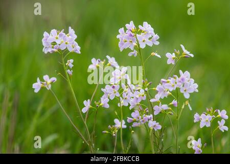 Cardamine pratensis, cuckoo flower, ladys smock - Écosse, Royaume-Uni Banque D'Images