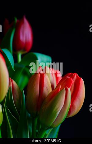 Studio de bouquet de tulipes en herbe Banque D'Images