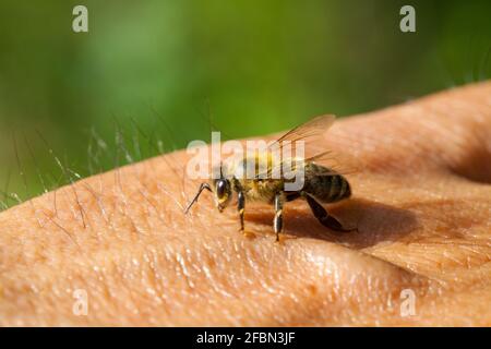 Un palmier humain avec une abeille perchée dessus gros plan Banque D'Images