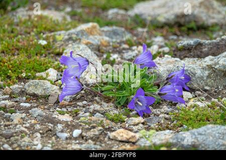 Centaury (Gentiana dshimilensis ou Gentianella caucasea) sur les prés alpins du Caucase. En arrière-plan se trouvent les pistes de montagne avec limite de neige. 3000 m A.S. Banque D'Images