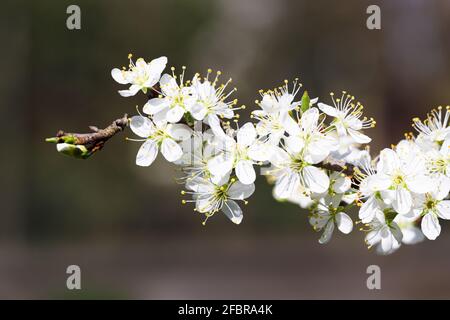 Gros plan sur les fleurs de damson au printemps Banque D'Images