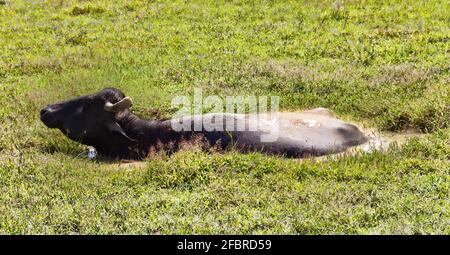 Sri Lanka Swampeland, l'eau Buffalo est tombée dans le bourbier Banque D'Images