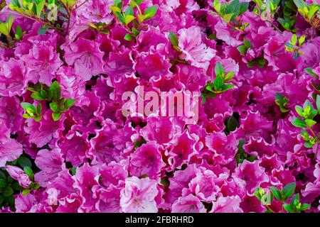 Bougainvillea est un genre de vignes ornementales épineuses, de buissons, et sont cultivés dans un jardin. Banque D'Images