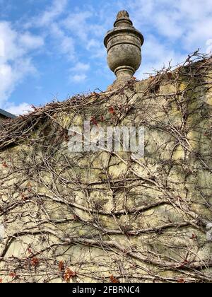 Les feuilles rouges fraîches bourgeonnent à l'arrivée du printemps et les plantes prennent vie sous le soleil chaud du printemps. Hedera, communément appelé ivy, ivies est une espèce de la veille Banque D'Images