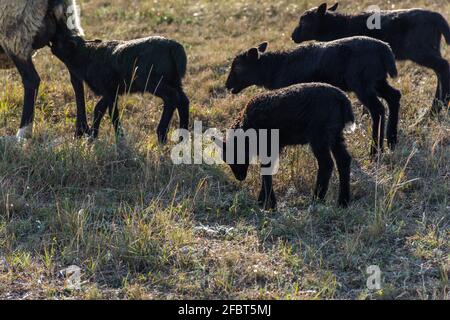 Un mouton avec des agneaux mignons et amusants qui broutage dans un pré. De magnifiques animaux domestiques gris-noir à poils bouclés. Le troupeau broutage. Le concept de l'acir Banque D'Images