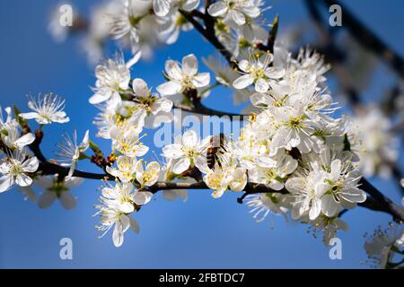 Gros plan d'une abeille sur des fleurs de damson au printemps Banque D'Images