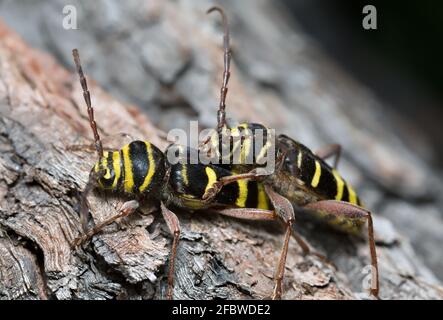 Coléoptères longs de l'accouplement, Plagionotus detritus Banque D'Images