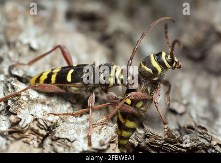 Coléoptères longs de l'accouplement, Plagionotus detritus Banque D'Images