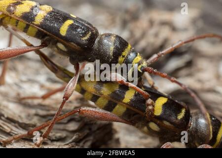 Coléoptères longs de l'accouplement, Plagionotus detritus Banque D'Images